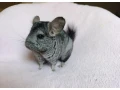 cincilka-samcek-small-1