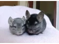 dvojica-cincily-small-0
