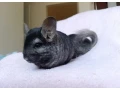 dvojica-cincily-small-3