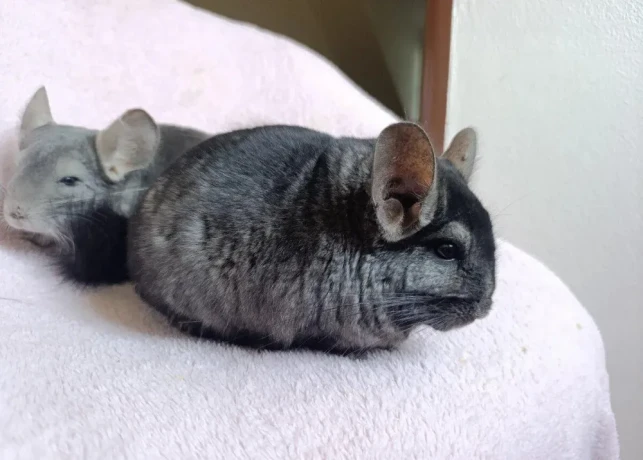dvojica-cincily-big-4