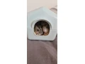 skrecky-small-1