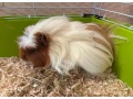 dlhosrste-morciatko-small-0