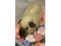 predam-californske-morca-small-0
