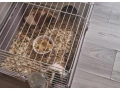 morcata-small-2