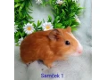 morcamorciatka-samcekovia-small-1