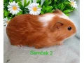 morcamorciatka-samcekovia-small-2