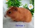 morcamorciatka-samcekovia-small-0