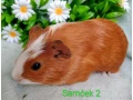 morcamorciatka-samcekovia-small-3