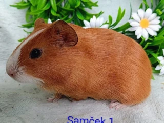 morcamorciatka-samcekovia