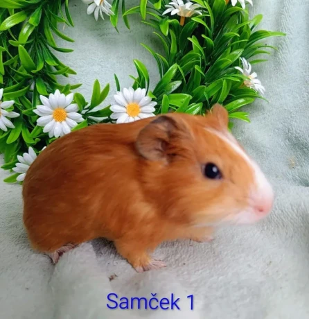 morcamorciatka-samcekovia-big-1