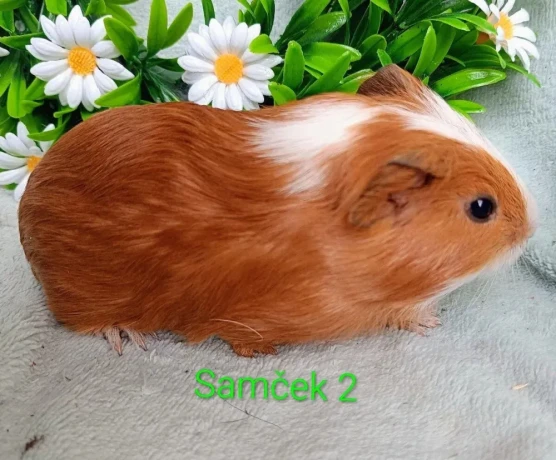 morcamorciatka-samcekovia-big-2