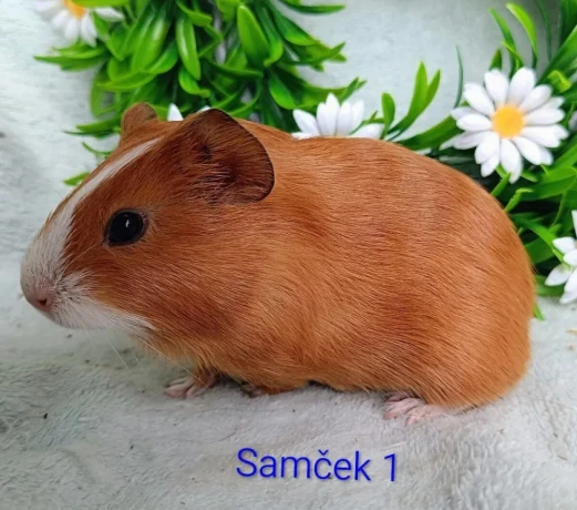 morcamorciatka-samcekovia-big-0