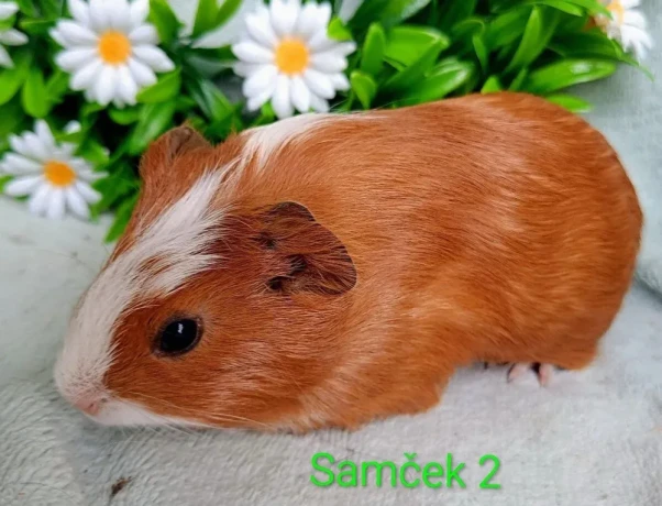 morcamorciatka-samcekovia-big-3
