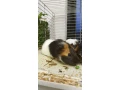 morske-prasiatka-morca-morcata-small-2