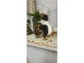 morske-prasiatka-morca-morcata-small-0