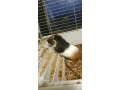 morske-prasiatka-morca-morcata-small-1