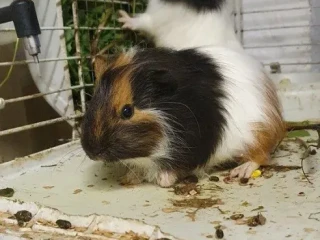 morske-prasiatka-morca-morcata