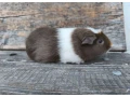 morske-prasiatko-small-1