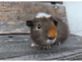 morske-prasiatko-small-2