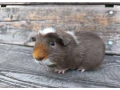 morske-prasiatko-small-0