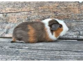 morske-prasiatko-small-3