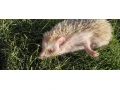 jezko-bielobruchy-albin-small-3