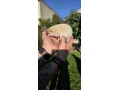 jezko-bielobruchy-albin-small-0