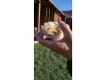 jezko-bielobruchy-albin-small-4