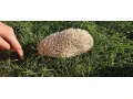 jezko-bielobruchy-albin-small-1