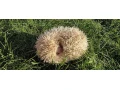 jezko-bielobruchy-albin-small-2