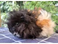 morca-samicka-small-0