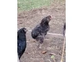 araucana-small-1