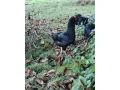 araucana-small-0
