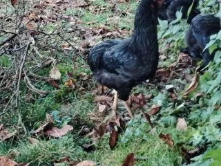 araucana