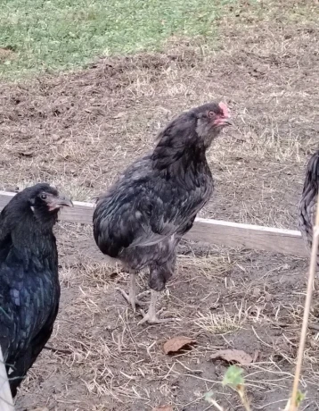 araucana-big-1