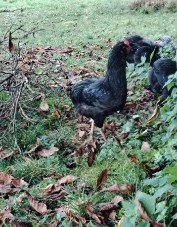 araucana-big-0