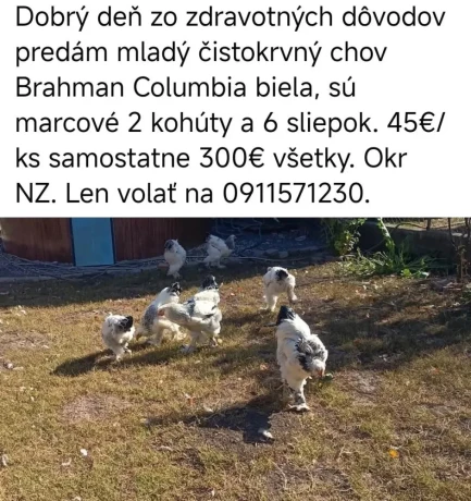 brahmanky-big-0