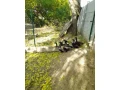 predame-rulandske-kacky-small-0