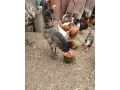 emu-hnedy-small-0