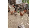 emu-hnedy-small-1