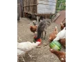 emu-hnedy-small-2