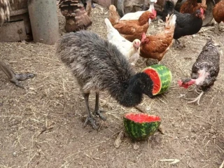 emu-hnedy