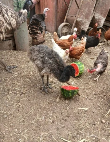 emu-hnedy-big-0