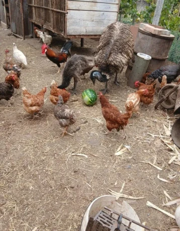 emu-hnedy-big-1