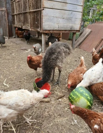 emu-hnedy-big-2