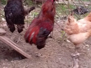 araucana-kohuty
