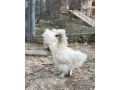 kurcata-usa-hodvabnicky-small-3
