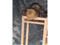 kohuty-hodvabnicky-liliputky-a-mix-liliputka-hodvabnicka-small-0