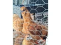 kohuty-hodvabnicky-liliputky-a-mix-liliputka-hodvabnicka-small-2
