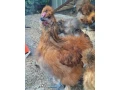 kohuty-hodvabnicky-liliputky-a-mix-liliputka-hodvabnicka-small-4